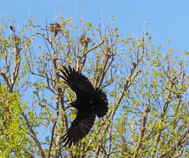 Eine Saatkrähe auf dem Ludwigsburger Schulcampus auf den Weg zu ihrem Nest.
